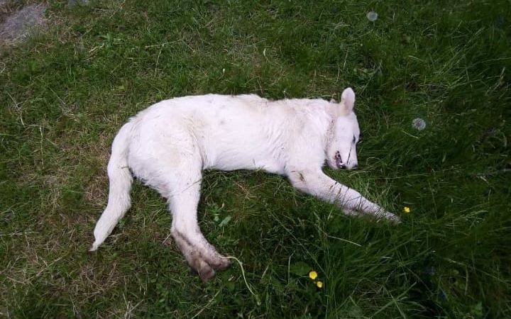 Cani uccisi a bastonate: taglia da 7mila euro