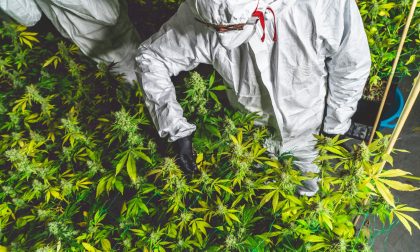 Cannabis light illegale, la sentenza della Cassazione e le reazioni