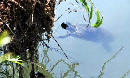 Chivasso, decine di tartarughe abbandonate nel Po