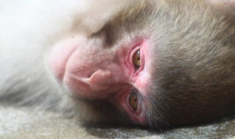 La Lav contro la sperimentazione sui macachi di Torino