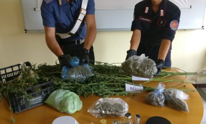 Due fratelli gestivano una serra di marijuana, un arresto e una denuncia