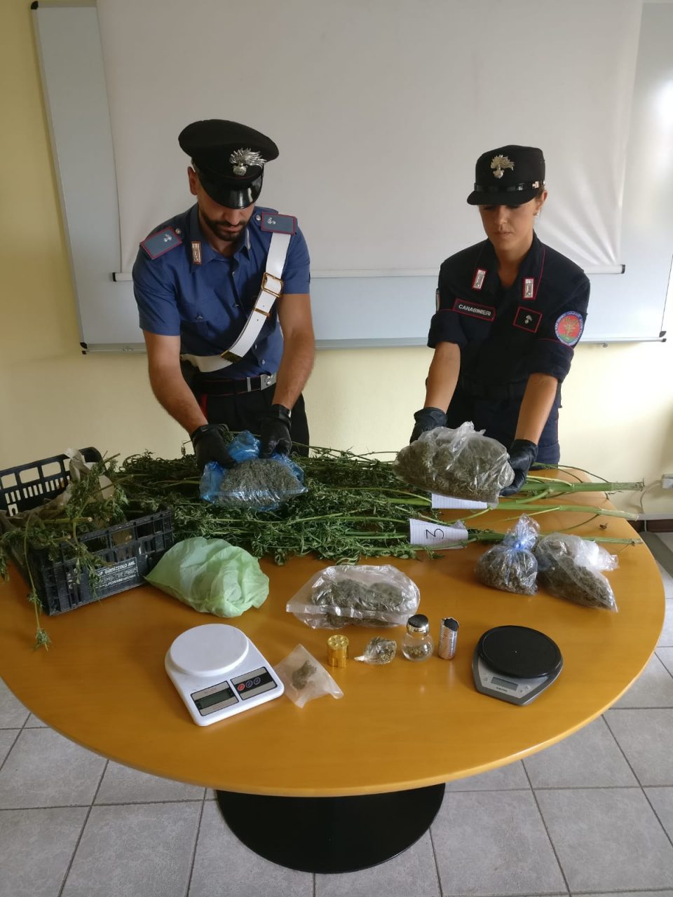 Due fratelli gestivano una serra di marijuana, un arresto e una denuncia