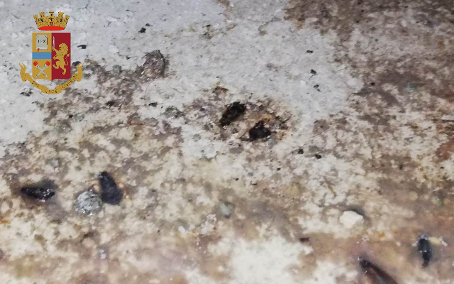 Blatte vive e morte in una cucina: chiuso locale