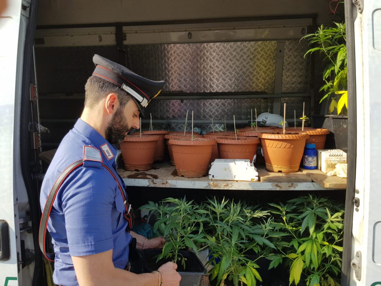 Marijuana, scoperta una piantagione e una serra