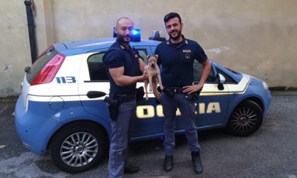 Cucciolo salvato dai poliziotti