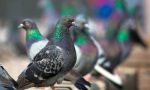 Guerra ai piccioni, si rischiano sanzioni fino a 500 euro