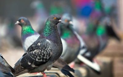 Guerra ai piccioni, si rischiano sanzioni fino a 500 euro