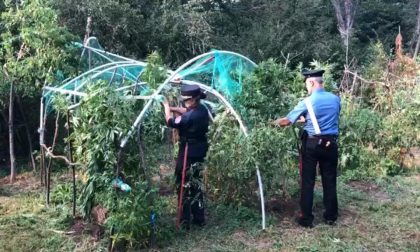 Scoperte quattro piantagioni illegali di cannabis e marijuana FOTO e VIDEO