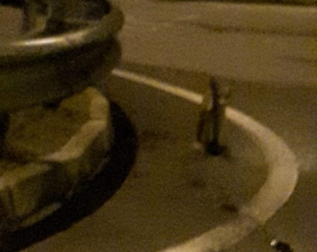 Avvistata una volpe in centro città a Brandizzo