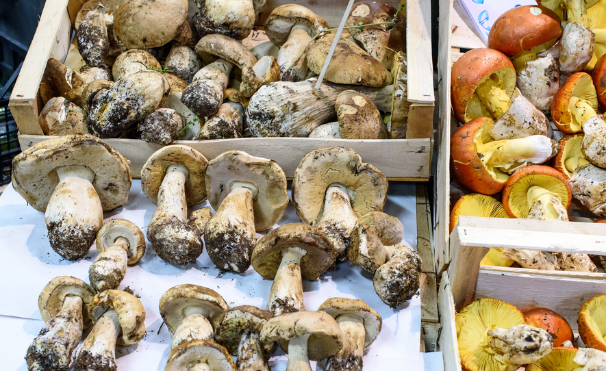 Asl To4 organizza corso formativo per esame per il rilascio idoneità vendita funghi epigei