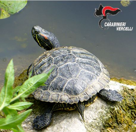 Animali esotici, la campagna di sensibilizzazione dei Carabinieri