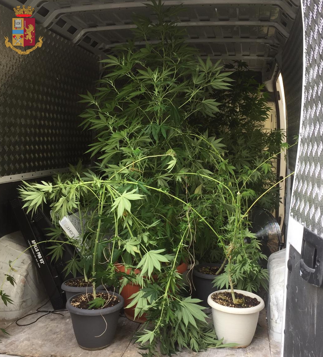 Coltiva marijuana a Gassino: arrestato dai carabinieri