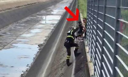 Cane caduto nel canale, salvato dai Vigili del Fuoco VIDEO