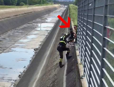Cane caduto nel canale, salvato dai Vigili del Fuoco VIDEO