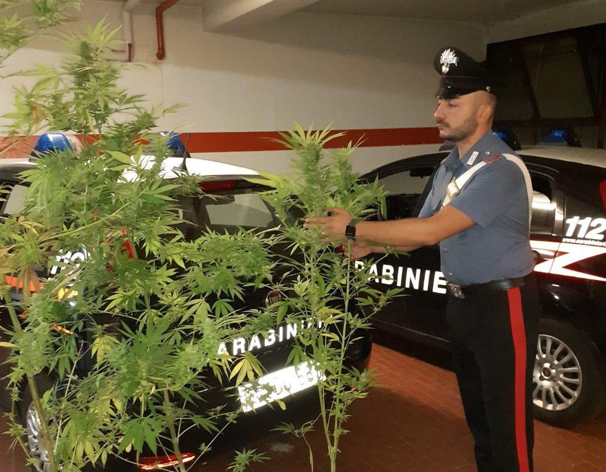 Coltivava la marijauna nel giardino del padre: arrestato 34enne di Casalborgone