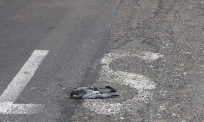 Moria di piccioni, allarme in paese