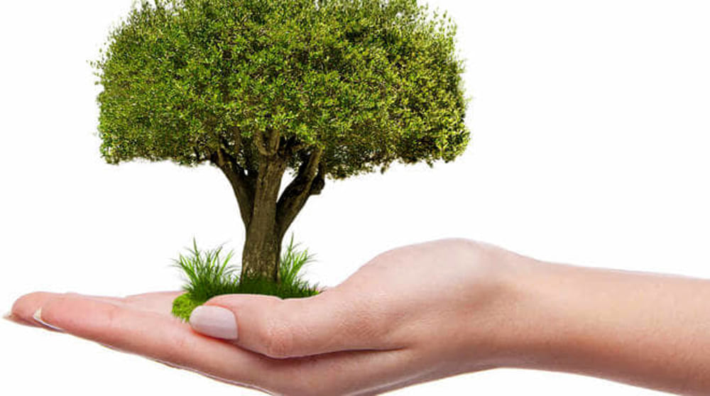 Giornata nazionale dell’Albero, 20mila nuove piante in città