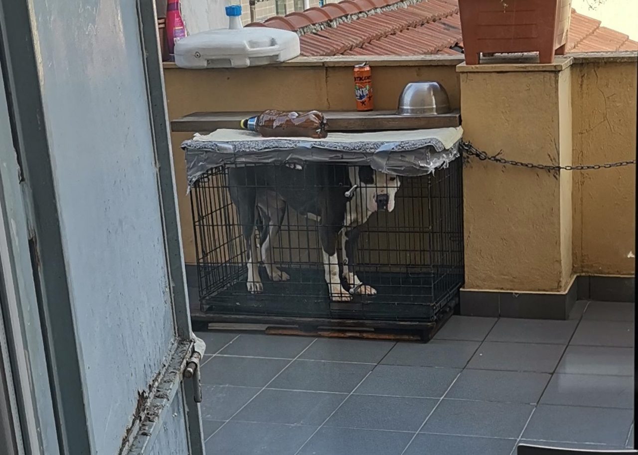 Cane rinchiuso in gabbia sul balcone: denunciato il padrone