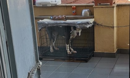 Cane rinchiuso in gabbia sul balcone: denunciato il padrone