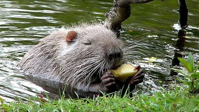 Nutrie, a rischio gli argini delle rogge di Chivasso