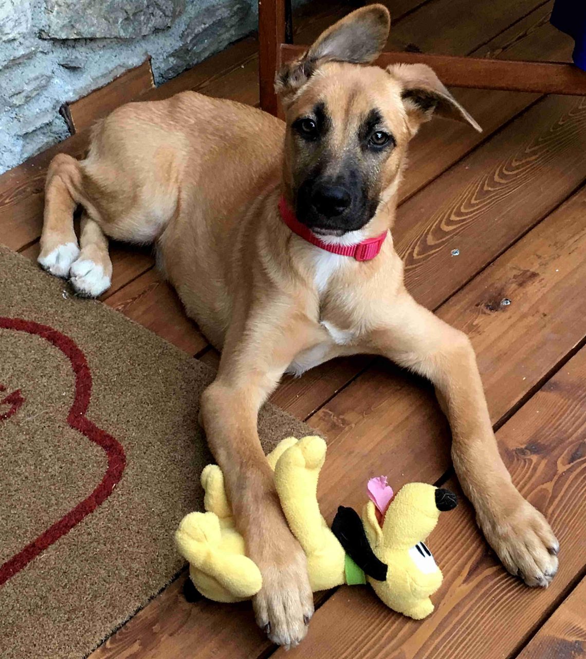 L’appello per Frida: una cucciola da salvare