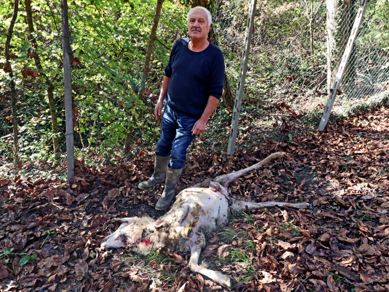 Allarme lupi, attacco alle greggi di pecore
