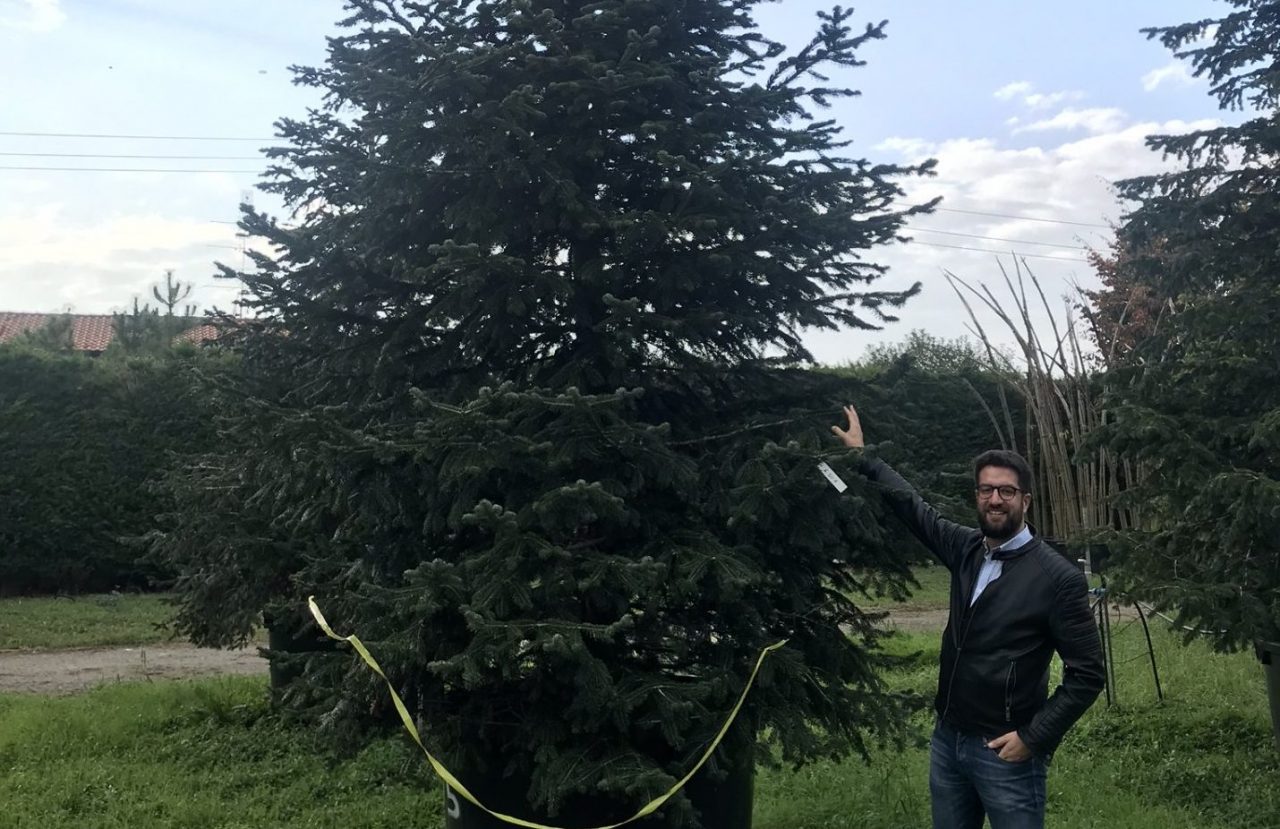 Il Comune regala un albero di Natale alla popolazione