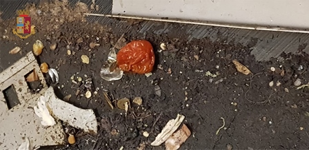 Cucine tra sporco, blatte e cibi mal conservati a Torino