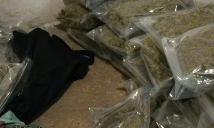 Droga, preso il carico di Natale di marijuana FOTO E VIDEO