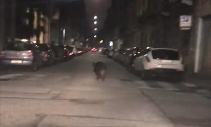 Cinghiale passeggia nella zona degli ospedali IL VIDEO