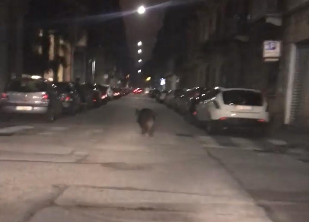 Cinghiale passeggia nella zona degli ospedali IL VIDEO