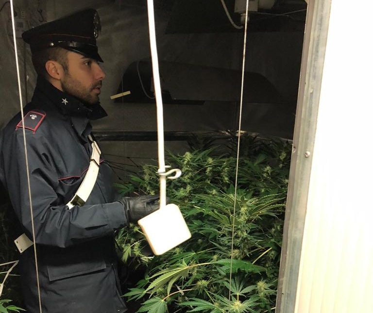 Scoperta serra di marijuana in una stanza segreta