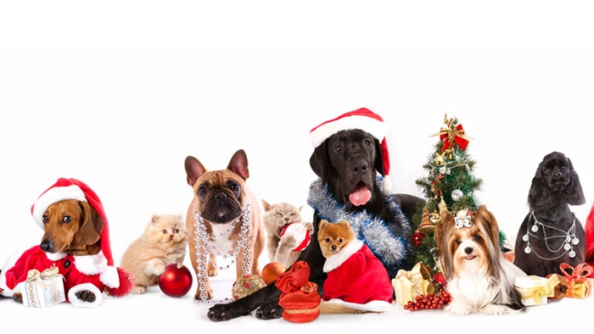 Mandateci il selfie di Natale con il vostro animale domestico