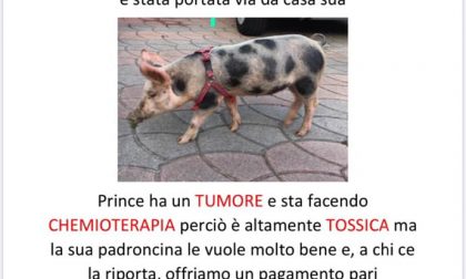 Maialina rapita, i proprietari offrono una ricompensa