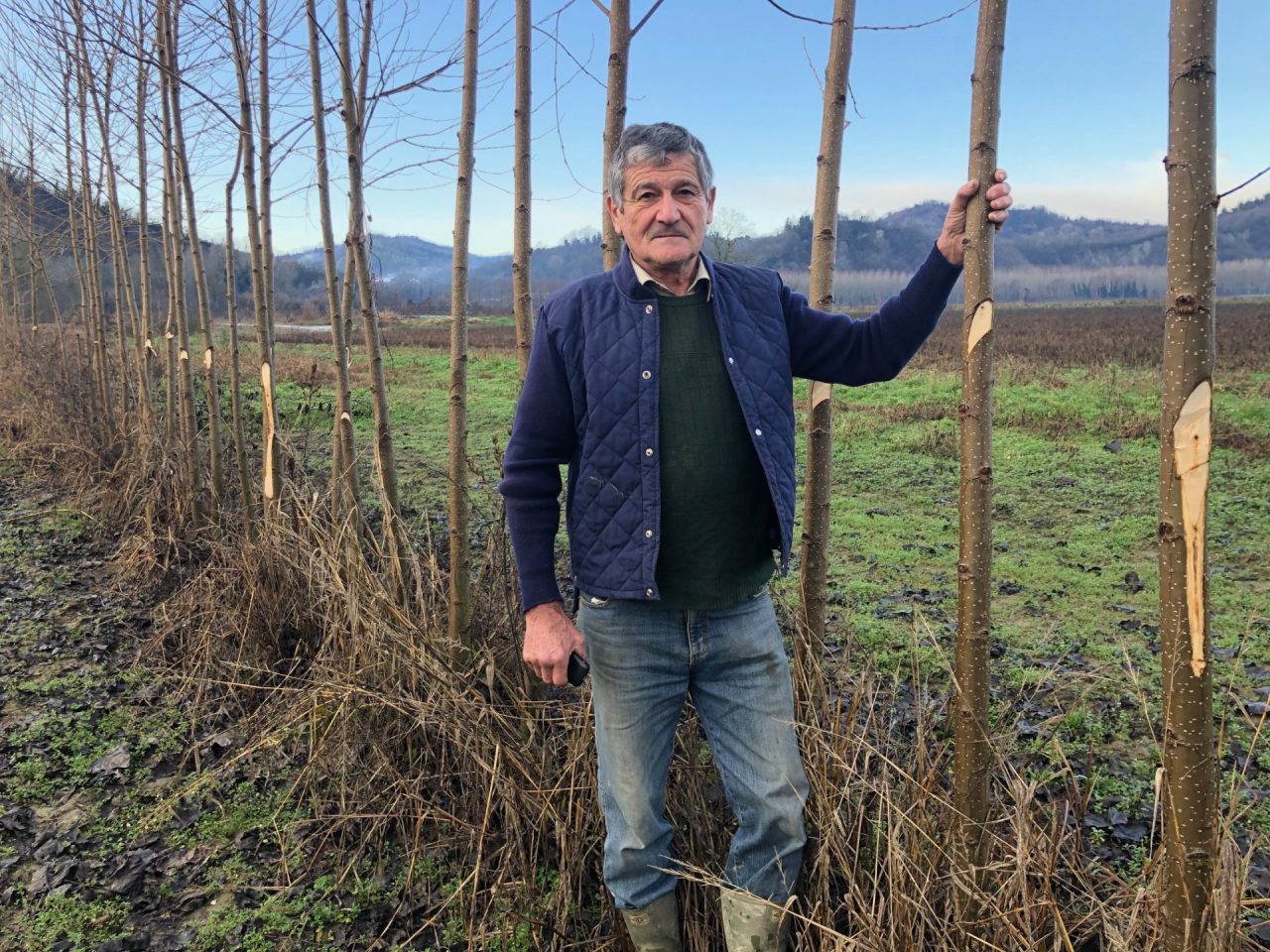Tagliano 150 alberi solo per fare un dispetto