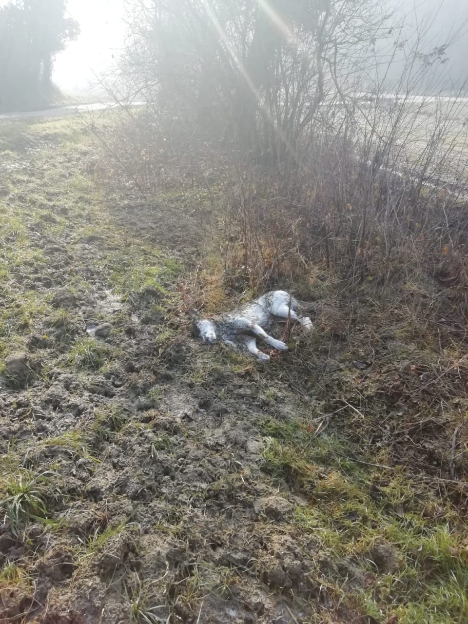 Ritrovata a Gassino una lupa morta