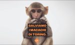 Macachi liberi torna a protestare contro il progetto “Light up” che vede coinvolta l’Università di Torino
