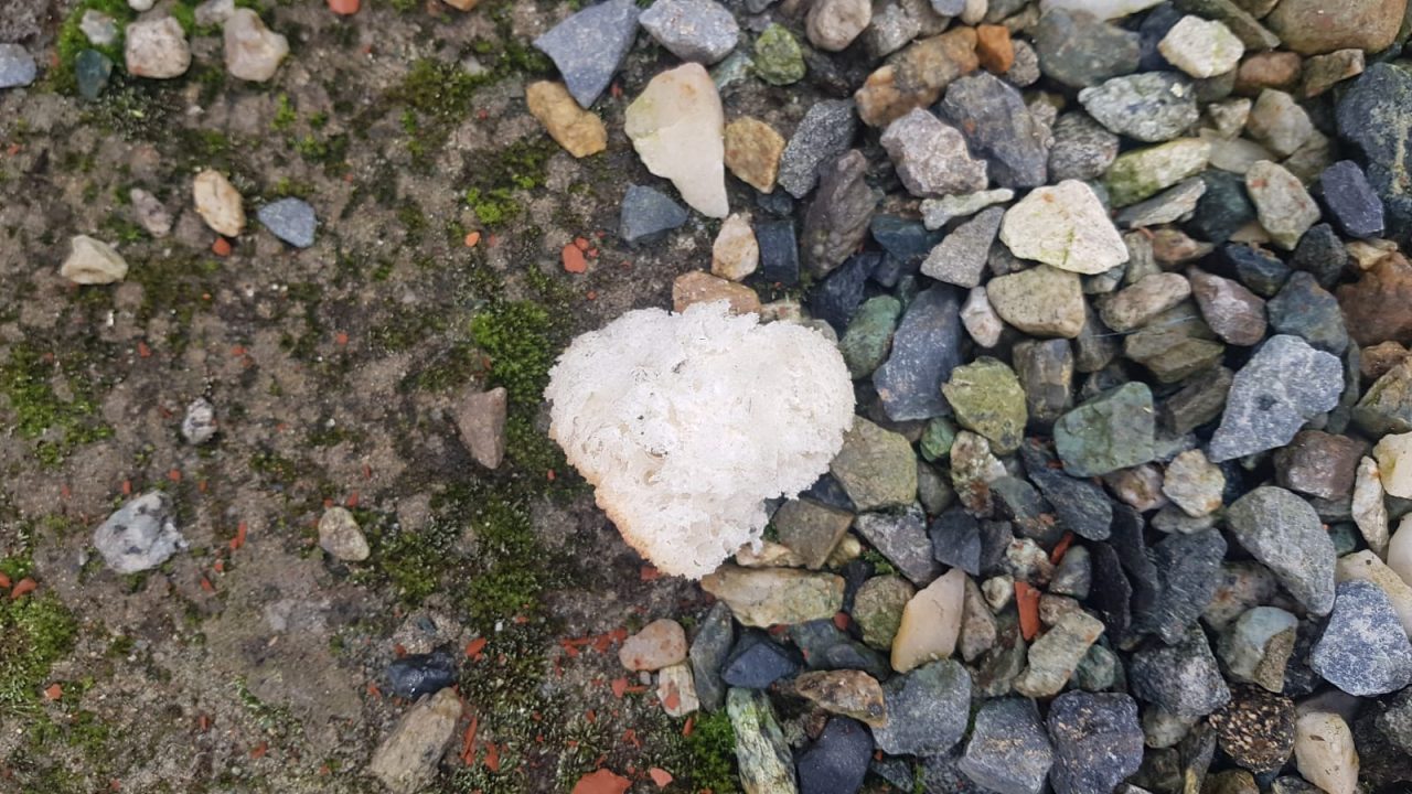 Pane e antigelo, così vogliono uccidere i vostri cani