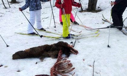Animale sbranato vicino alla pista di fondo