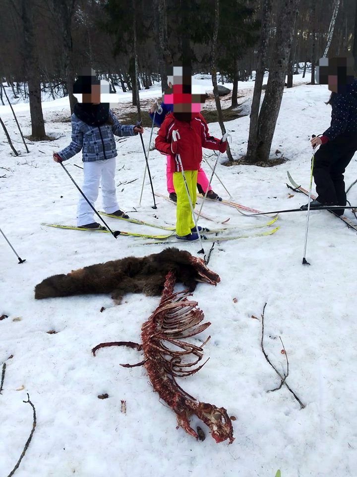 Animale sbranato vicino alla pista di fondo