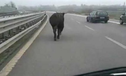 Toro fugge sull'autostrada A5 Torino Aosta
