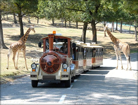 Safari Park lancia un appello: “Aiutateci con gli alimentari”