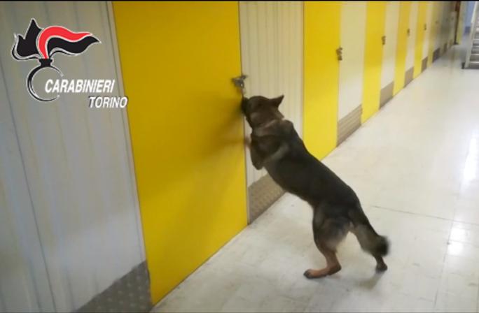 Droga nella lavatrice, la sostanza scoperta dal cane Jackie IL VIDEO