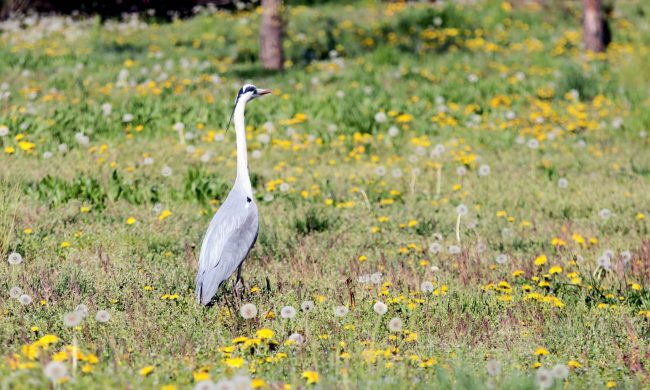 Aironi, germani reali e altri animali “a passeggio” nelle città deserte IL VIDEO