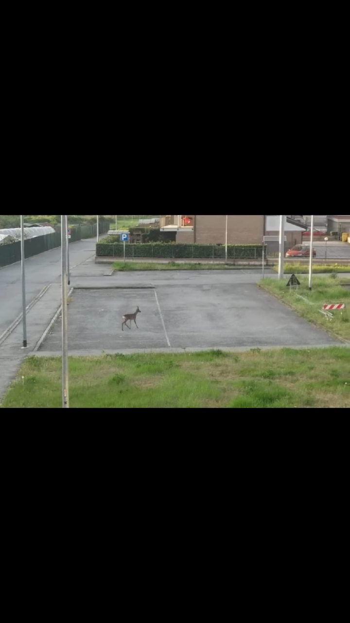 Cerbiatto a spasso per Brandizzo IL VIDEO
