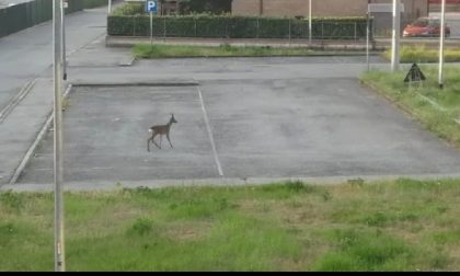 Cerbiatto a spasso per Brandizzo IL VIDEO