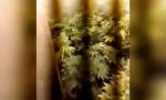 Scoperta una serra di marijuana in casa IL VIDEO
