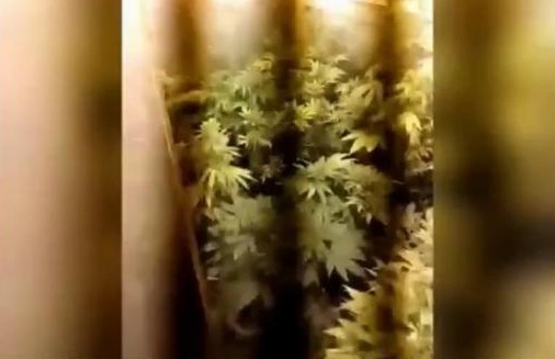 Scoperta una serra di marijuana in casa IL VIDEO