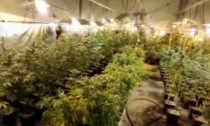 Grandi magazzini di marijuana: due arrestati IL VIDEO