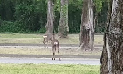 Caprioli a passeggio nel parcheggio di Comdata IL VIDEO